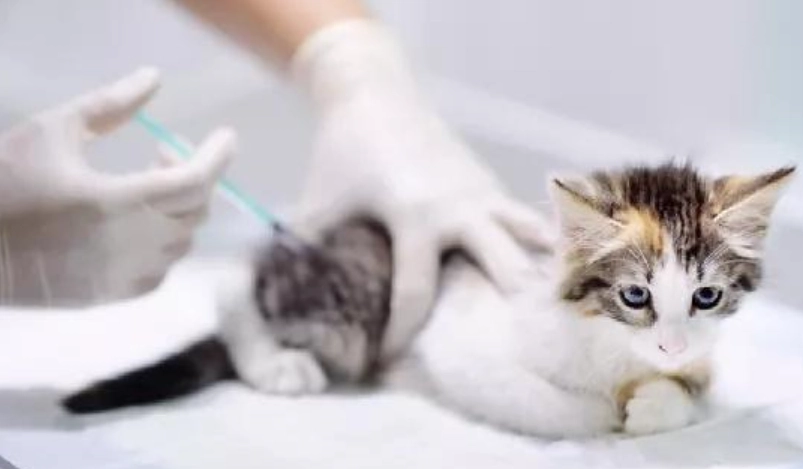 幼貓預防針注意事項
