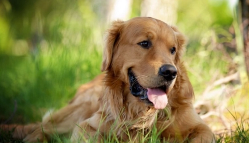 狗狗水果 狗狗水果