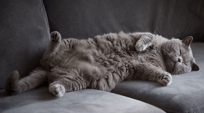 英國短毛貓飼養