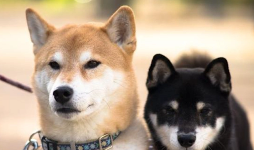 棄養法律責任 棄養法律責任