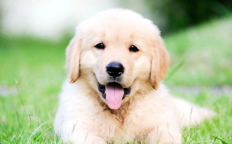 狗狗什麼時候定型