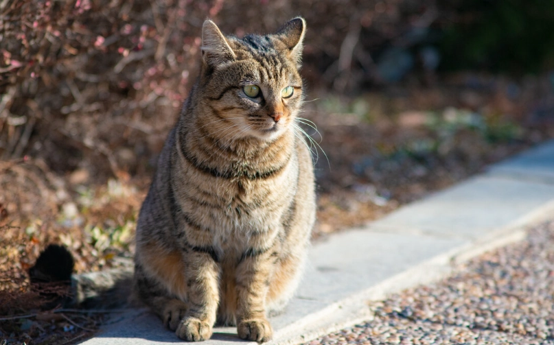 貓壽命排行全解析：品種壽命比較與長壽飼養秘訣
