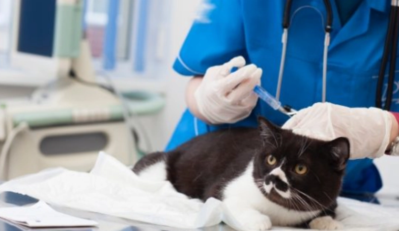 貓三合一疫苗 貓三合一疫苗