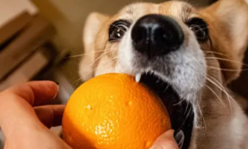 狗狗可以吃柳丁嗎？獸醫解析餵食重點與潛在風險