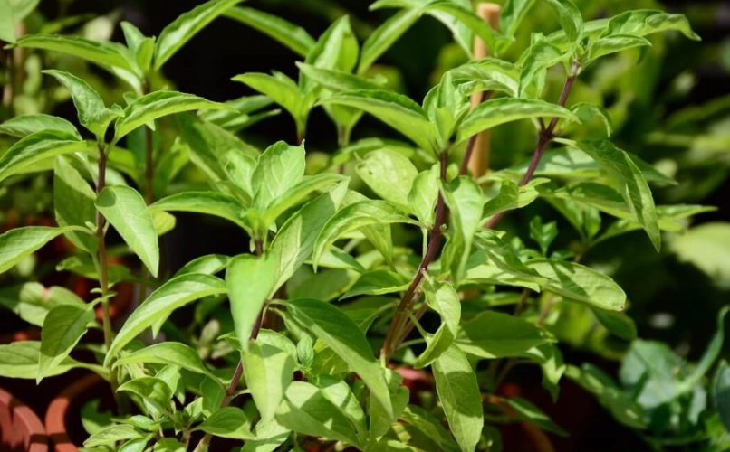 在家種羅勒必看！從選苗到採收的完整指南