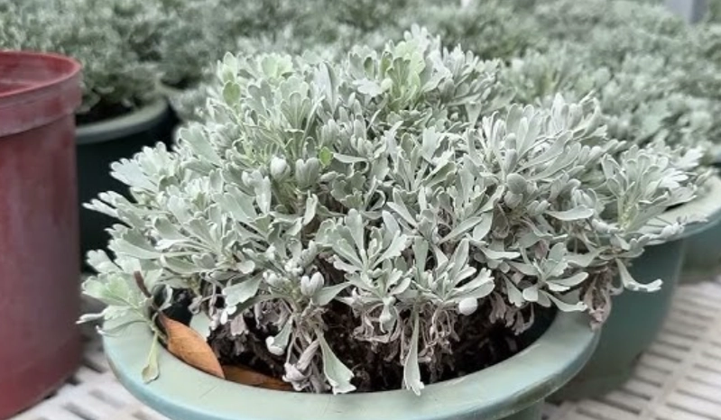 芙蓉繁殖成功率