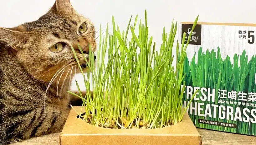 貓薄荷照顧 貓薄荷照顧