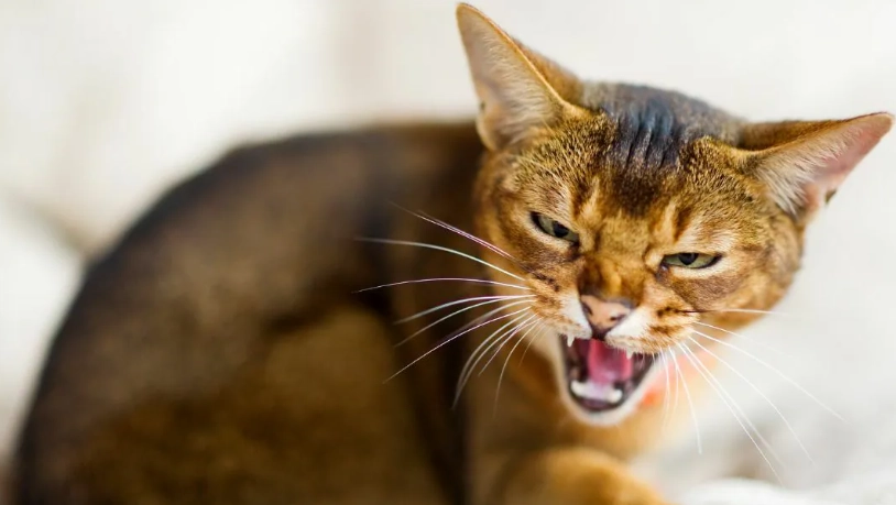 貓咪攻擊性強？別慌！資深貓奴教你讀懂貓語與化解衝突