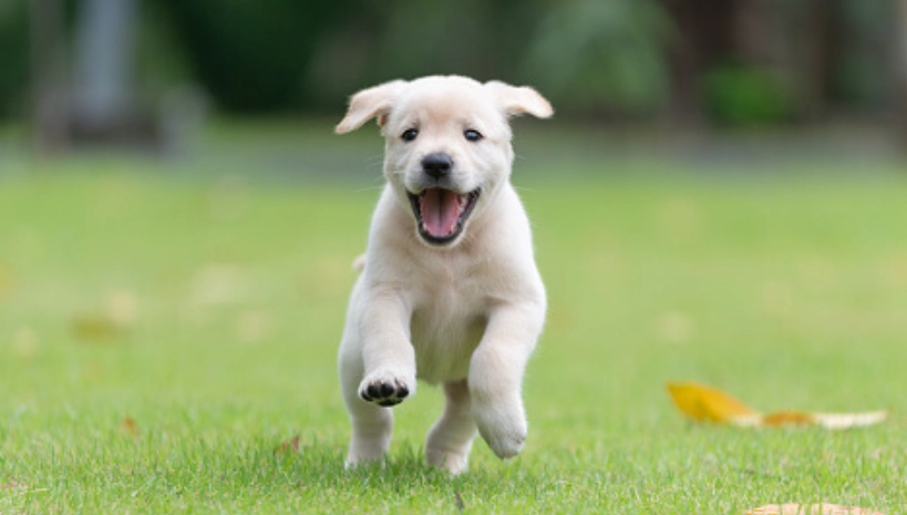 狗狗什麼時候定型