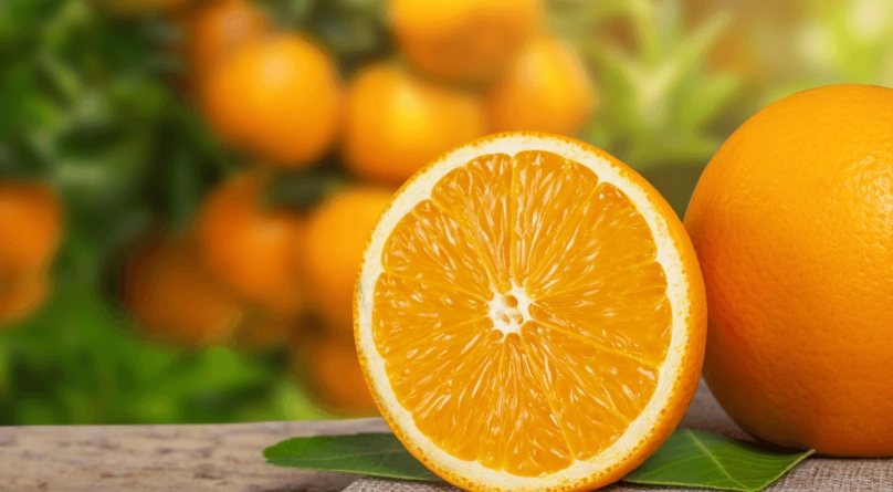 寵物飲食禁忌 寵物飲食禁忌