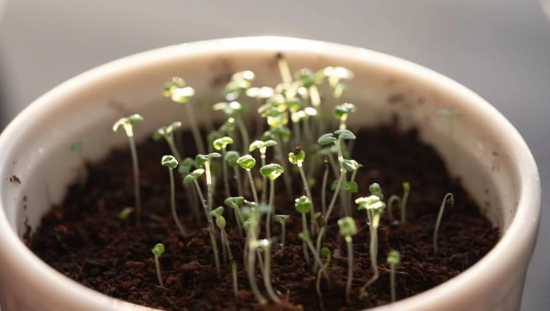 貓薄荷種子發芽全攻略：從播種到收成，解決不發芽的關鍵技巧