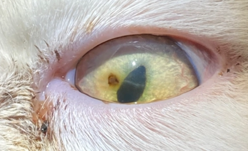 貓咪角膜受傷怎麼辦？獸醫教你緊急處理與居家照護全攻略