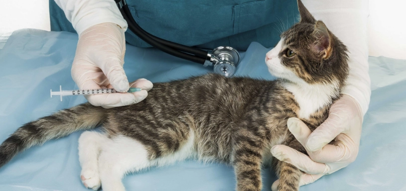 貓四合一疫苗風險