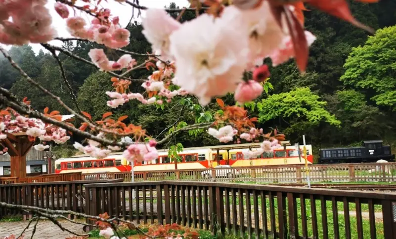 阿里山一日遊路線規劃：經典景點、交通、美食全攻略