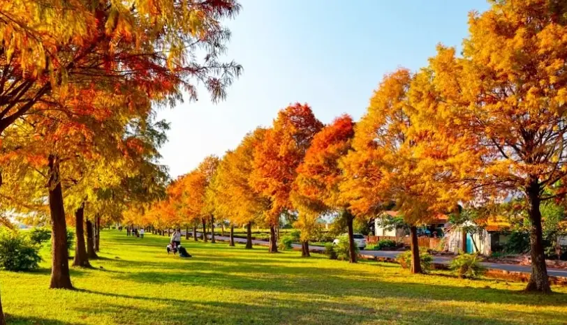 三星鄉觀光景點全攻略：青蔥文化、秘境溪流與美食地圖一次收藏