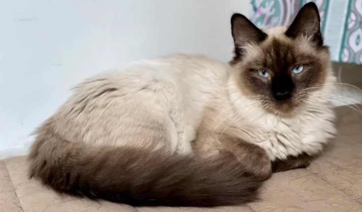 暹羅貓長毛全解析：性格、護理、遺傳與選購指南