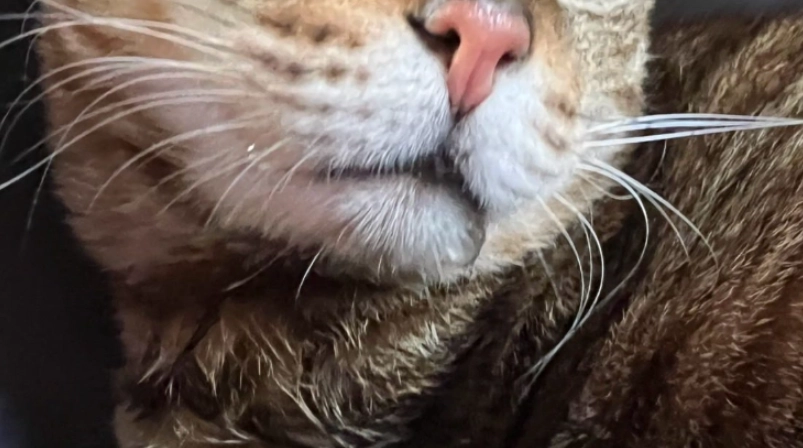 貓咪流口水原因