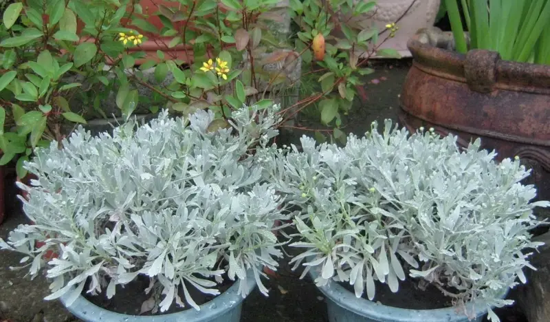 芙蓉繁殖方法全攻略：掌握三種技巧輕鬆培育