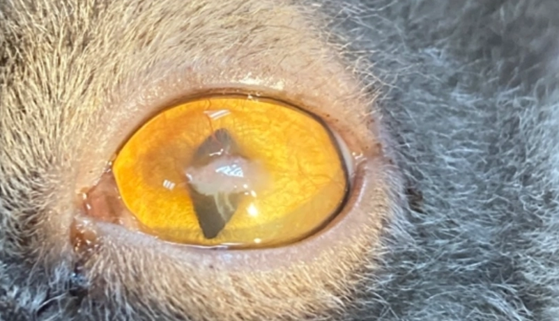 貓咪眼睛受傷處理