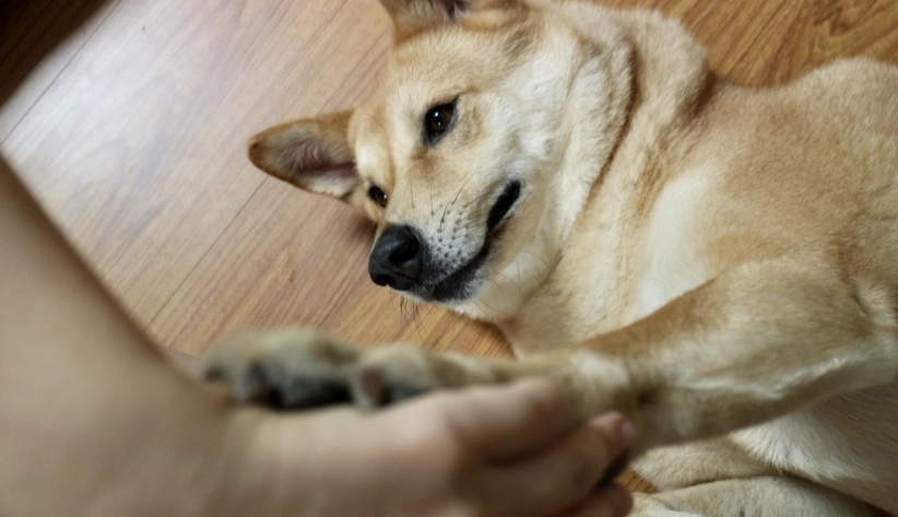 如何知道狗狗愛你