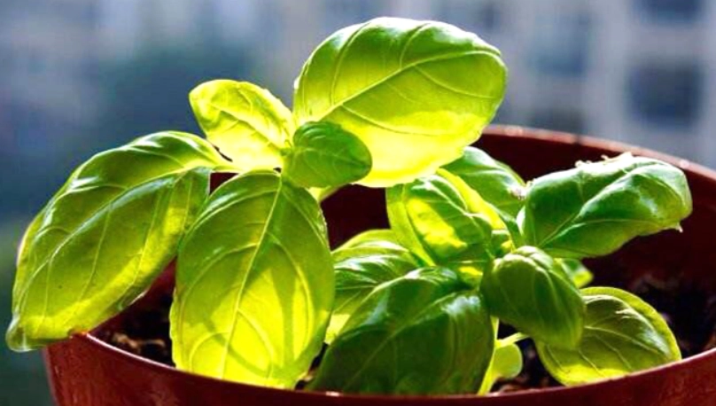 羅勒盆栽技巧