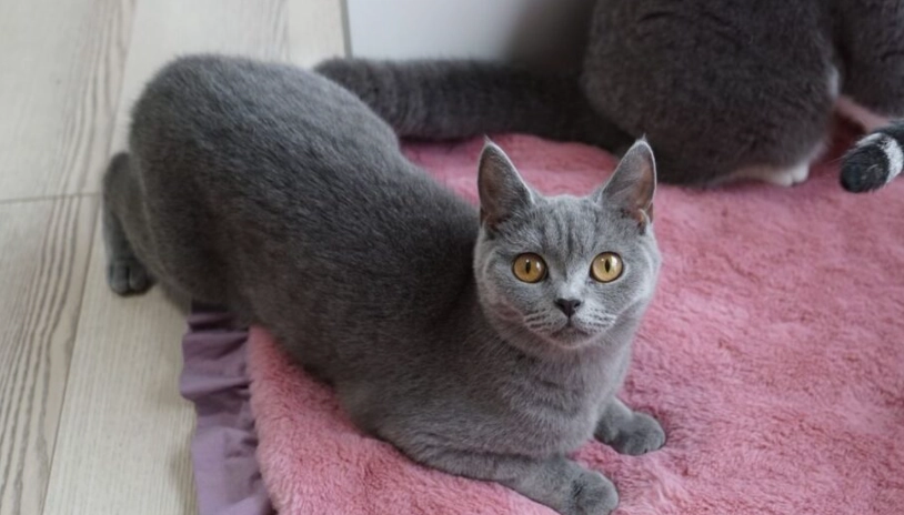 英國短毛貓心得：資深貓奴的實用飼養與照顧指南