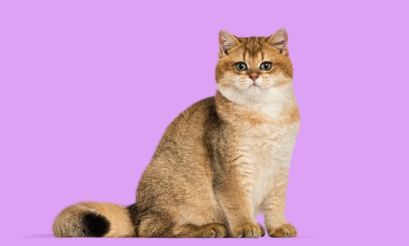 貓毛光澤全攻略：10年養貓達人教你打造閃亮貓毛