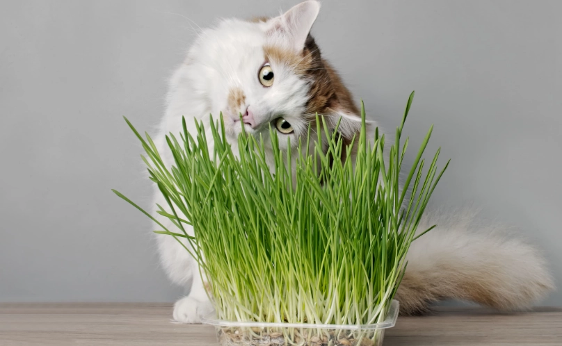 貓薄荷種植方法全攻略：從種子到收成的實用技巧與常見問題解答