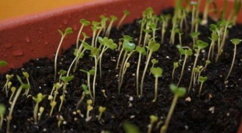 貓薄荷種子發芽方法