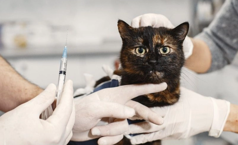貓疫苗接種時間 貓疫苗接種時間