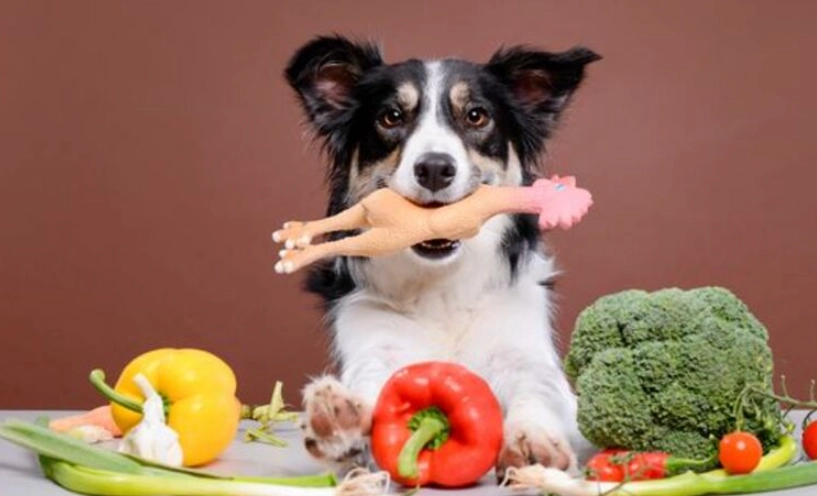 狗狗可以吃的蔬菜水果全攻略：安全餵食清單與禁忌事項