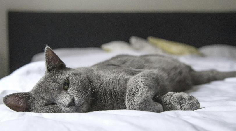 貓咪營養補充品