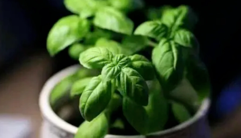 羅勒怎麼種 羅勒怎麼種