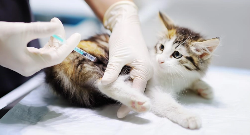 貓疫苗副作用