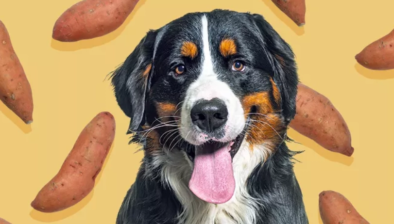 腎狗可以吃地瓜嗎？獸醫解析地瓜對腎臟病犬的利弊與餵食指南