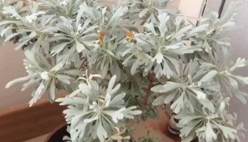 芙蓉繁殖成功率