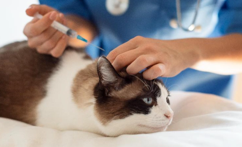 貓四合一疫苗風險
