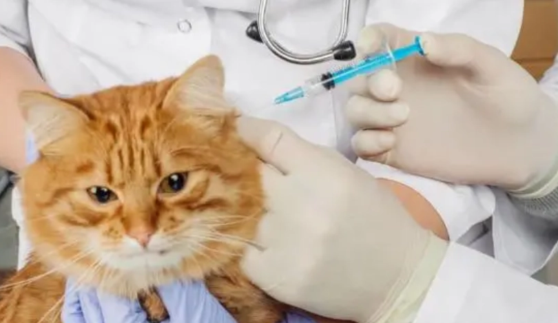 貓疫苗接種時間 貓疫苗接種時間