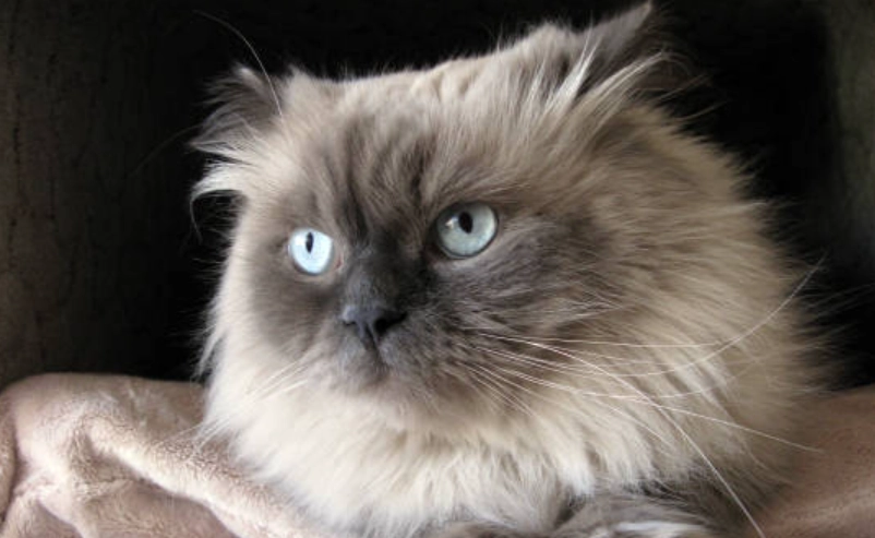 長毛暹羅貓照顧 長毛暹羅貓照顧