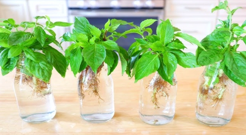 羅勒種植水自製全攻略：掌握黃金比例，讓你的香草盆栽爆盆生長