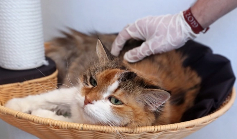 貓病毒人畜共通