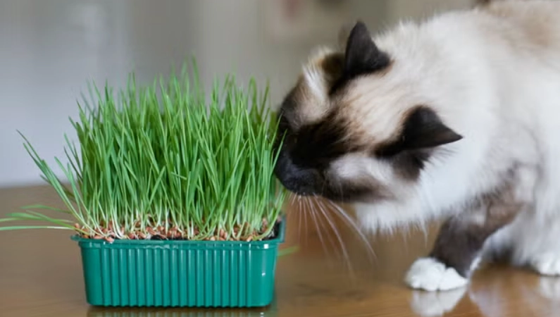 貓薄荷用途 貓薄荷用途