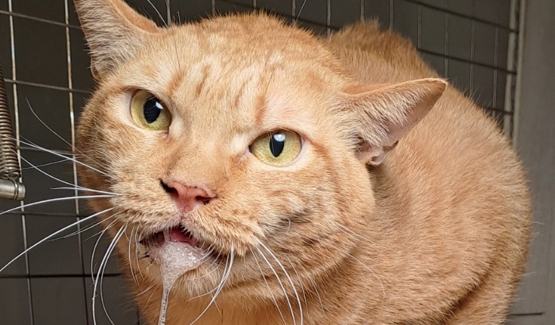 貓咪一直流口水怎麼辦