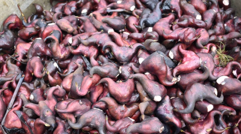 官田菱角美食全攻略：從產地到餐桌的鮮甜之旅