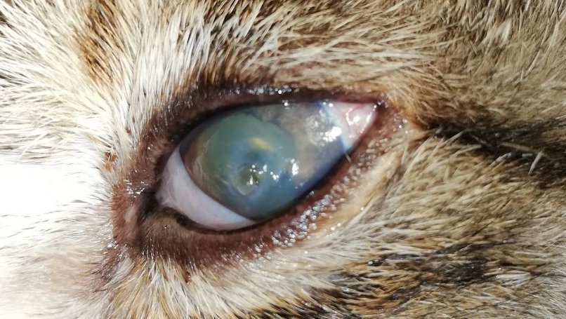 貓咪角膜受傷症狀