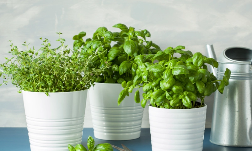 室内香草种植