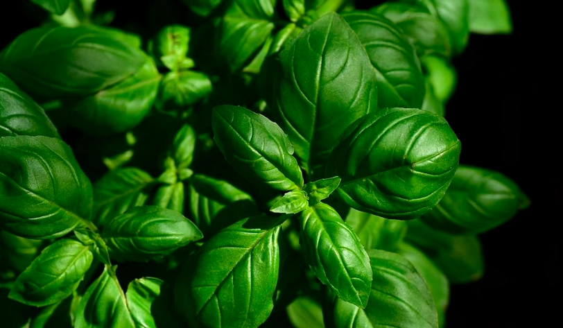 九層塔種植 九層塔種植