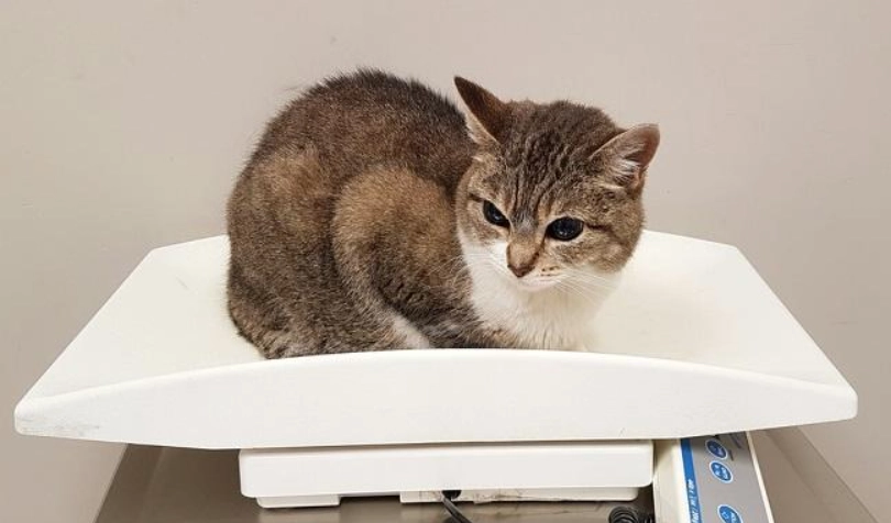 貓咪體重監測