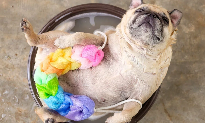 狗狗皮膚病藥浴全攻略：正確步驟、產品選擇與常見誤區