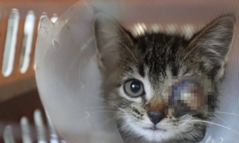 貓咪眼睛受傷處理